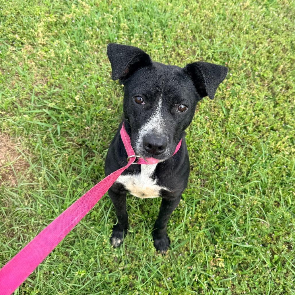Enlarge Milo, a Adoptable Mixed Breed in Corinth, MS image 1/3