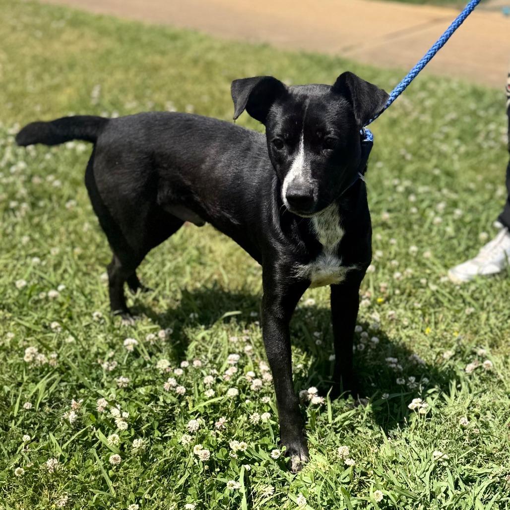 Enlarge Milo, a Adoptable Mixed Breed in Corinth, MS image 2/3