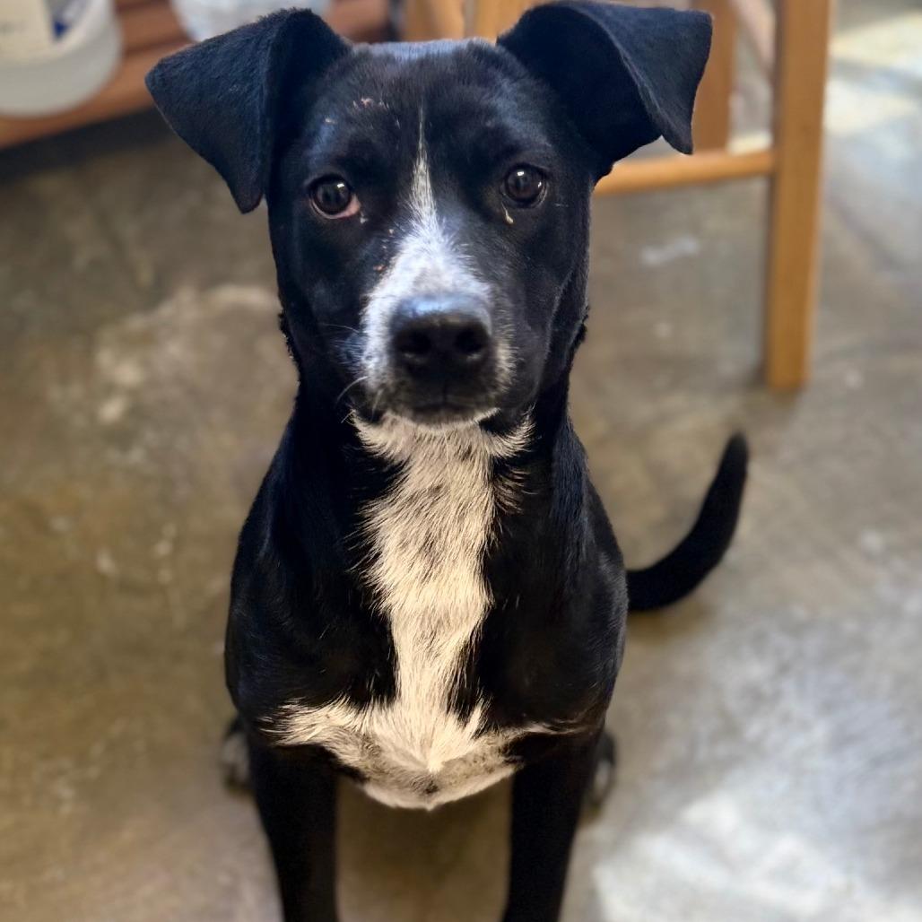 Enlarge Milo, a Adoptable Mixed Breed in Corinth, MS image 3/3