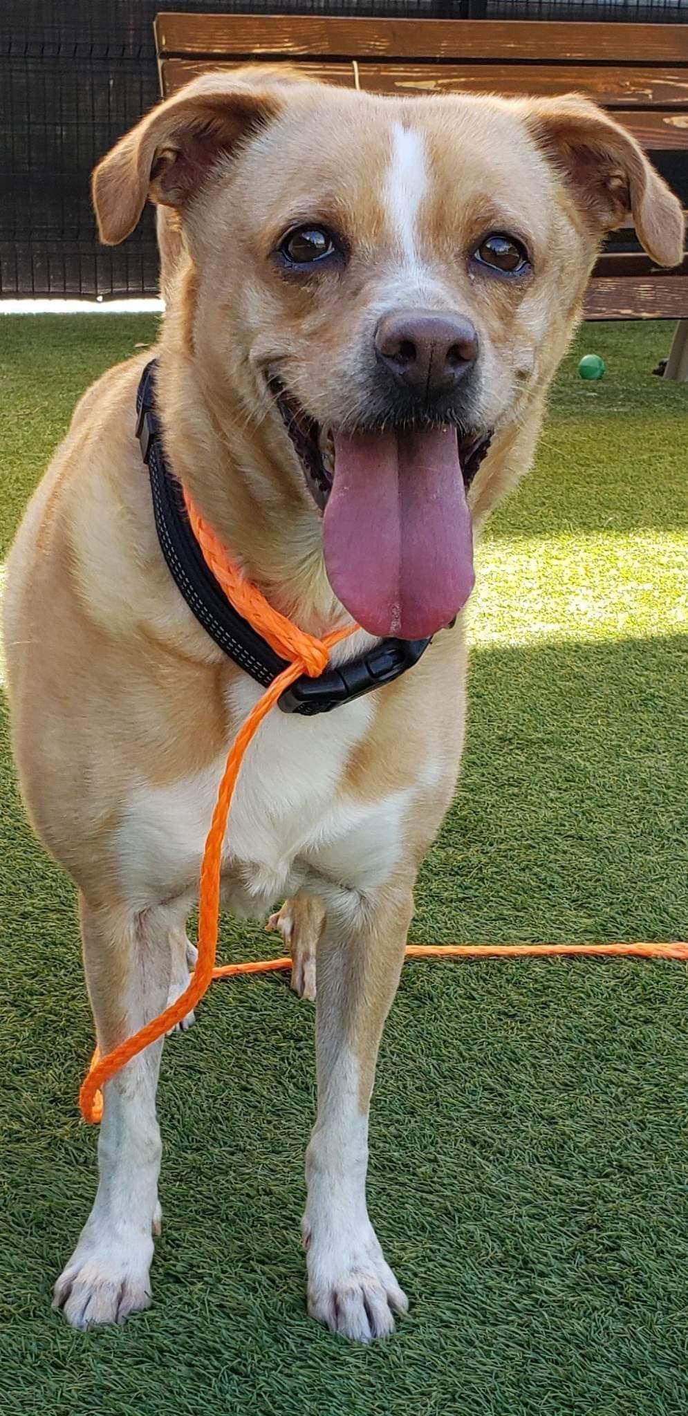 Bella, Adoptable, Adult Female Basenji.