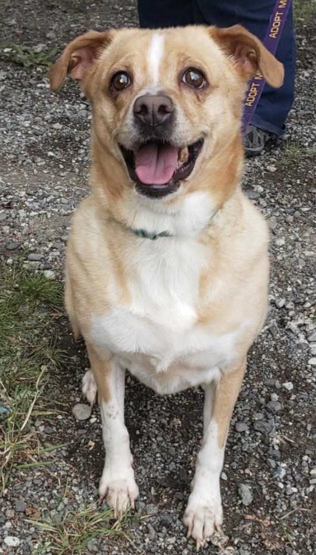 Enlarge Bella, a Adoptable Basenji in Anchorage, AK image 2/2
