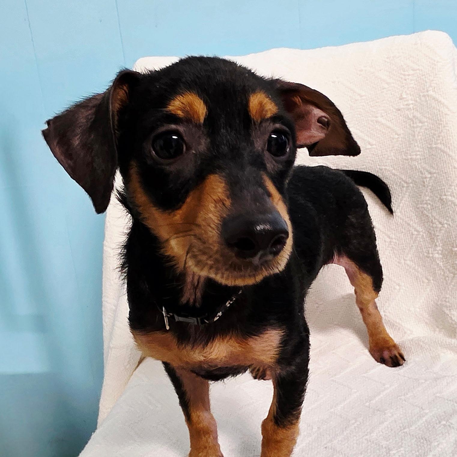 Enlarge Little Blaze, a Adopted mixed breed in Milledgeville, GA image 4/4