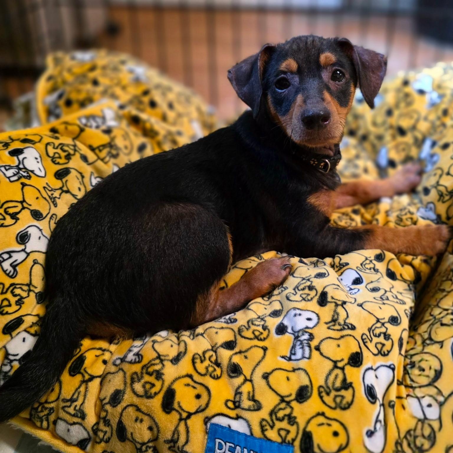 Enlarge Little Blaze, a Adopted mixed breed in Milledgeville, GA image 3/4