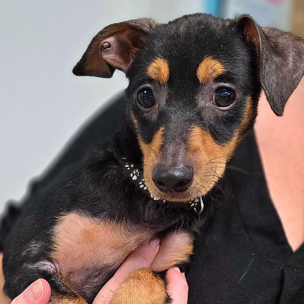 Little Blaze, Adopted, Puppy Male Miniature Pinscher.