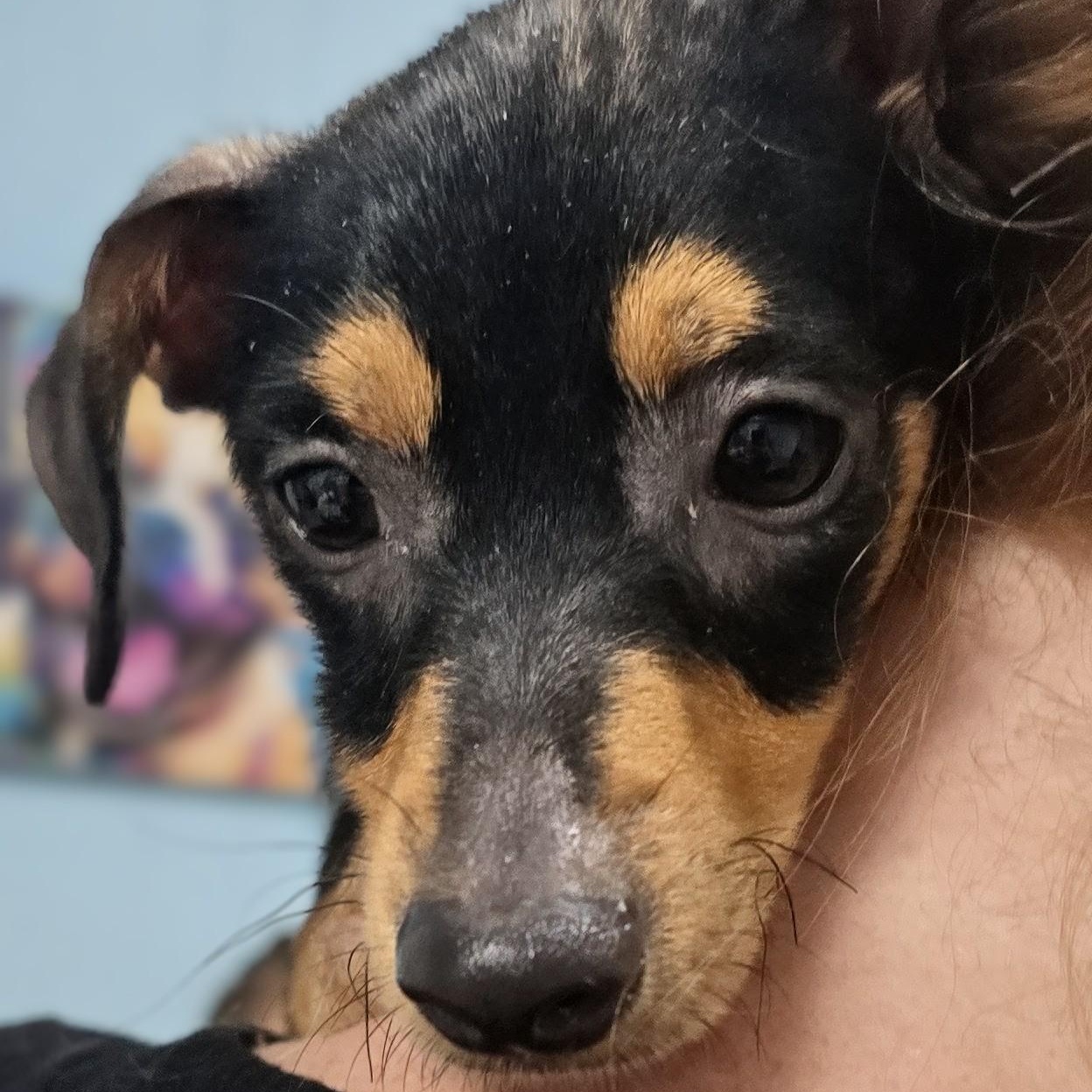 Enlarge Little Blaze, a Adopted mixed breed in Milledgeville, GA image 2/4