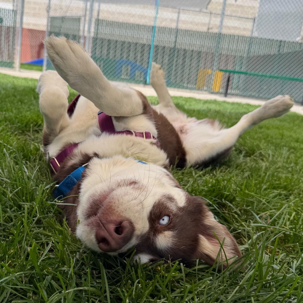 Kauai, Adoptable, Adult Female Siberian Husky.