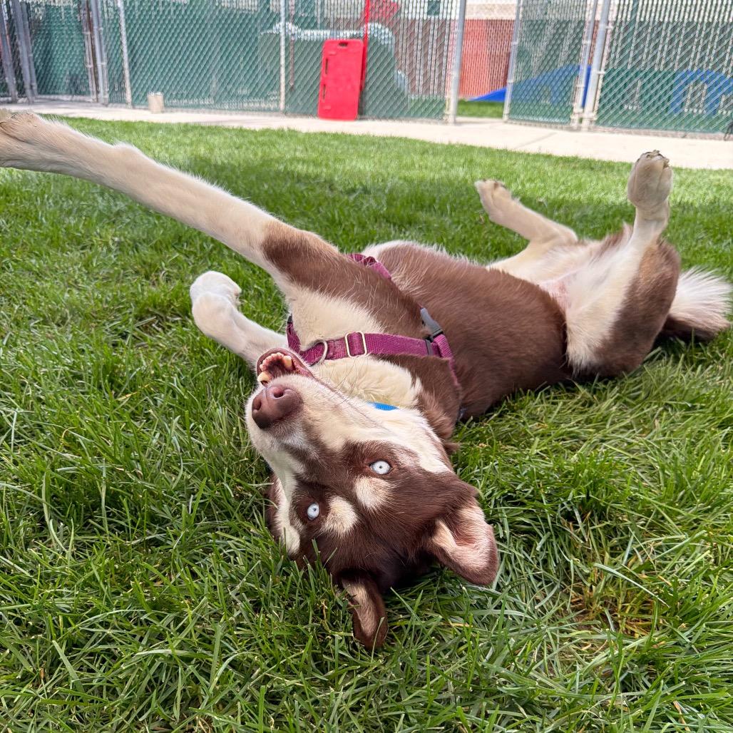 Kauai, a Adoptable Siberian Husky in Murray, UT image 2/5