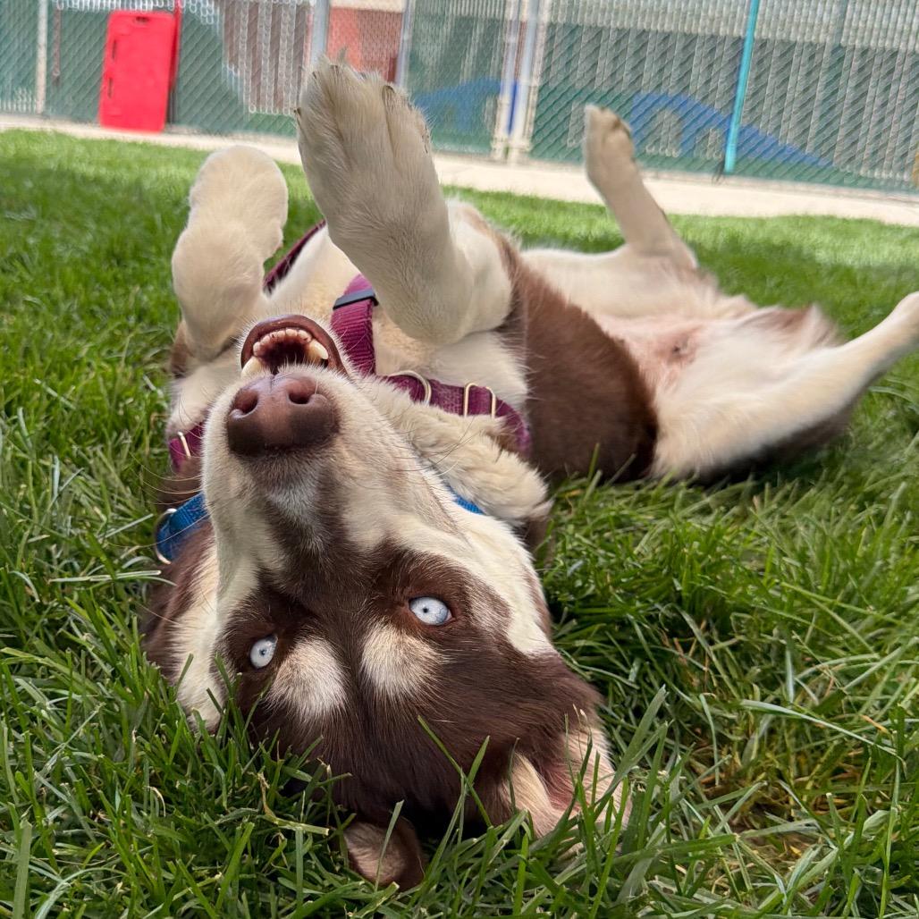 Kauai, a Adoptable Siberian Husky in Murray, UT image 3/5