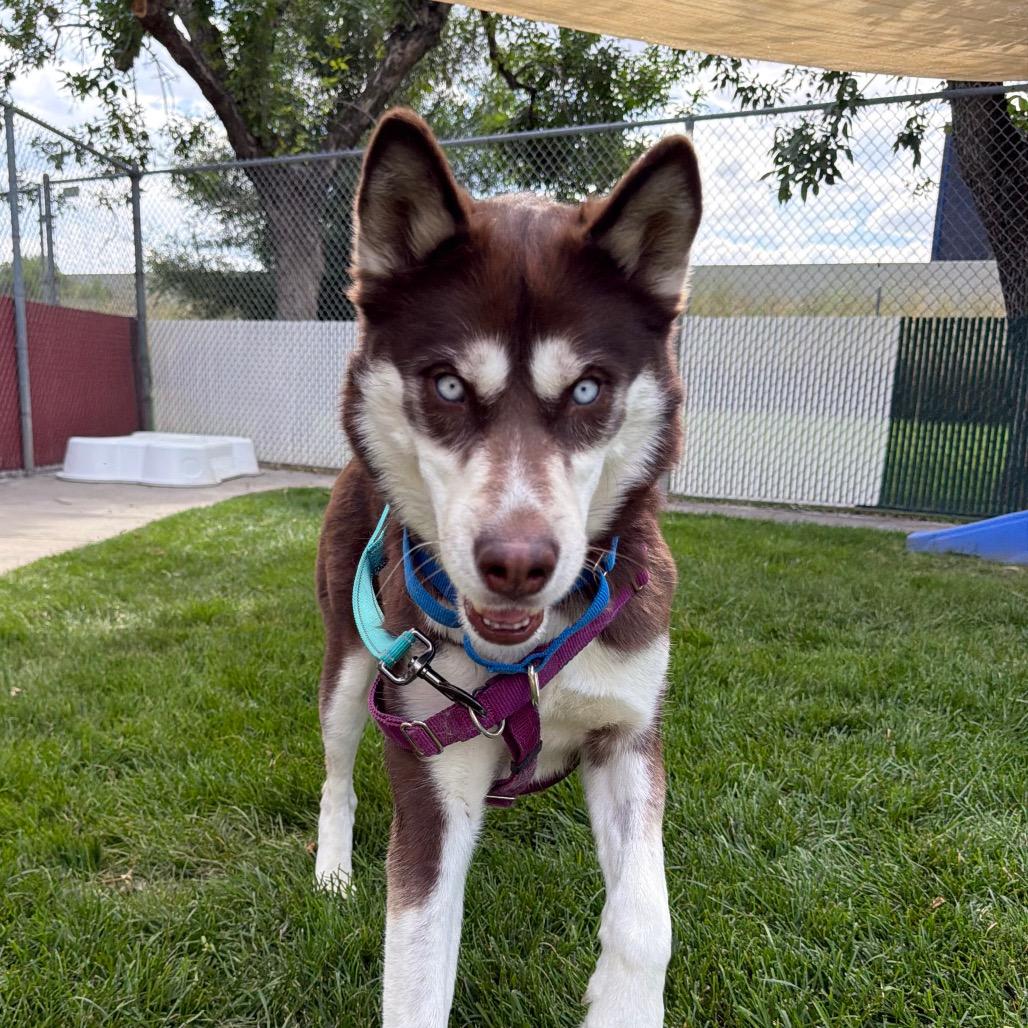 Kauai, a Adoptable Siberian Husky in Murray, UT image 4/5