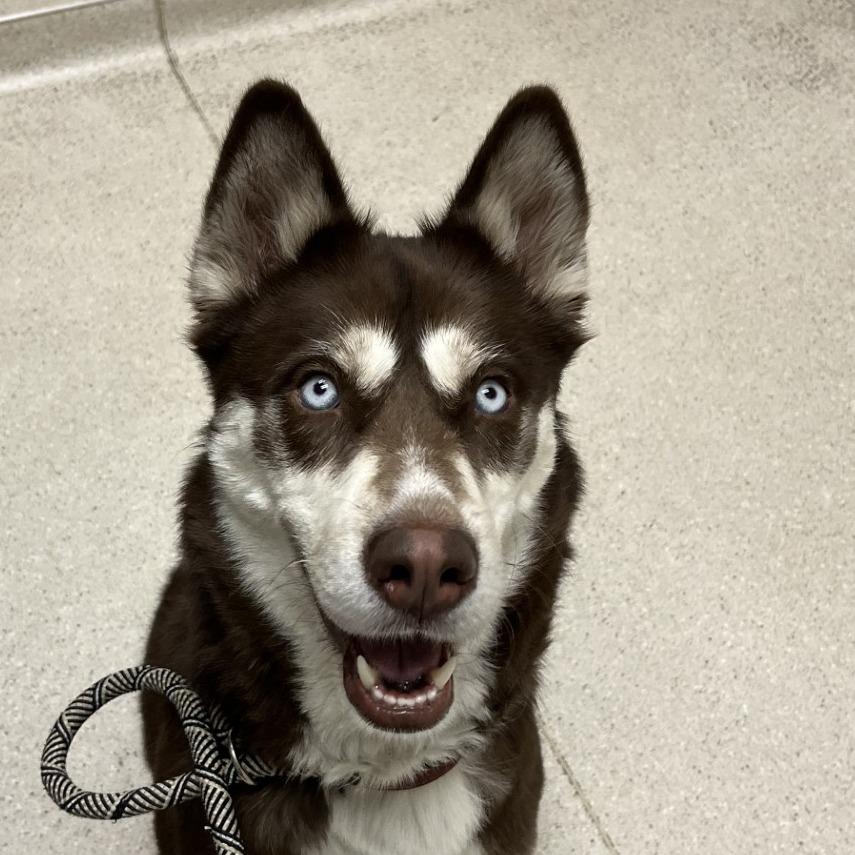 Kauai, a Adoptable Siberian Husky in Murray, UT image 5/5
