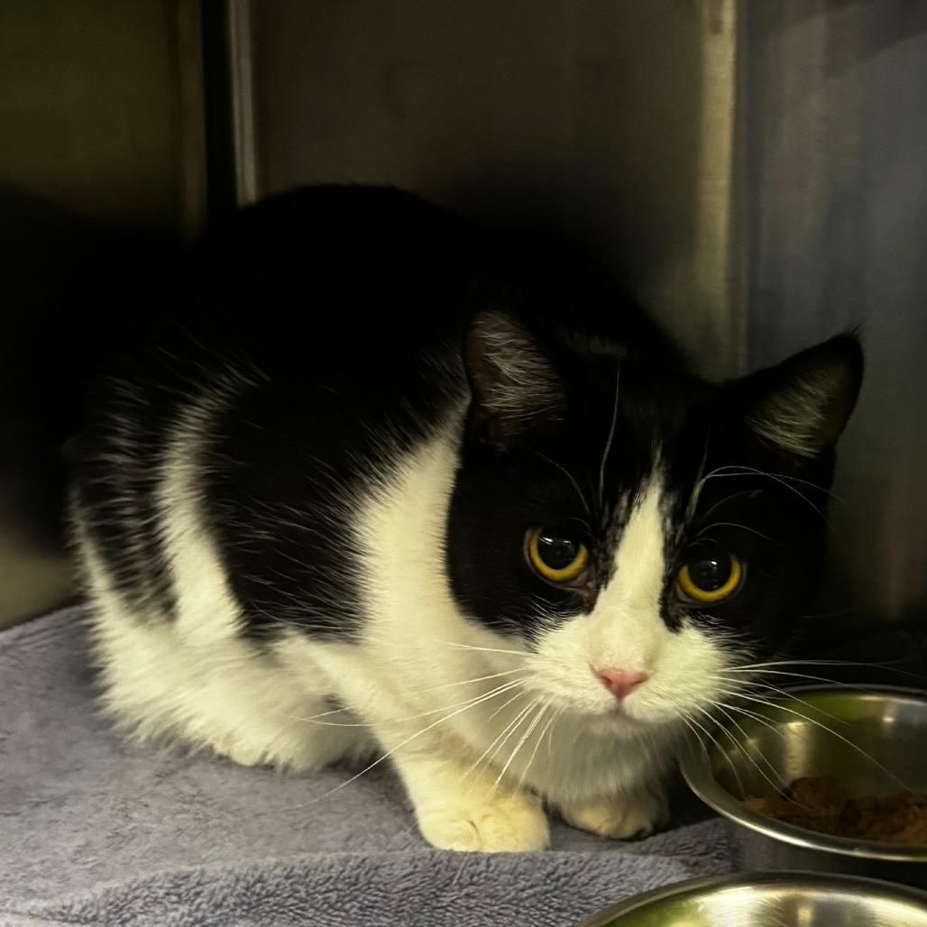 Enlarge Indie, a Adoptable Domestic Short Hair in Brookfield, WI image 1/1