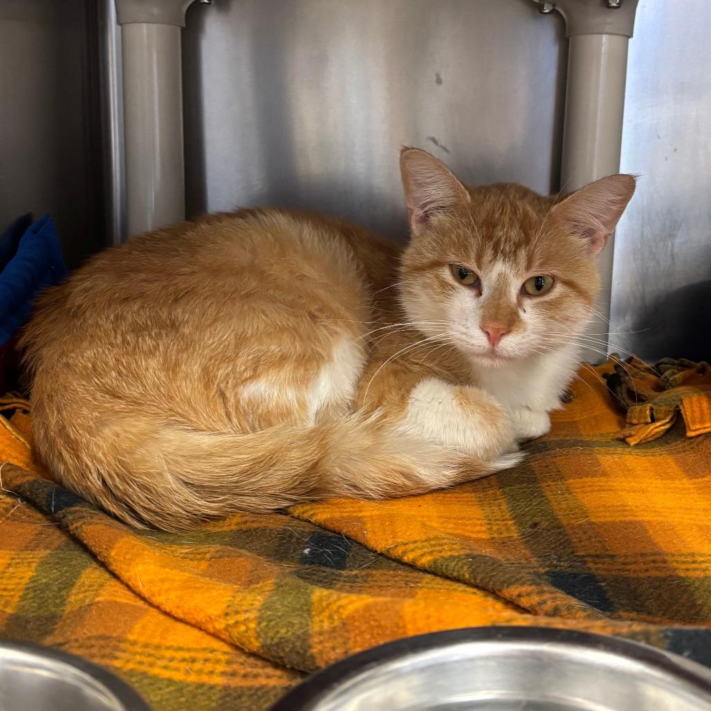 Enlarge Squeak, an adopted Domestic Short Hair in Chippewa Falls, WI image 1/1