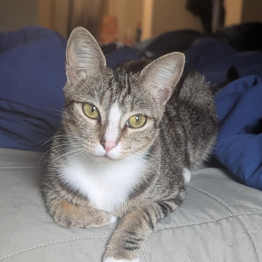 Phoebe, Adoptable, Young Female American Shorthair.
