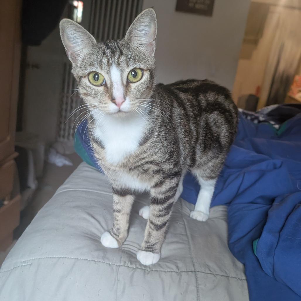 Enlarge Phoebe, a Adoptable American Shorthair in Garden Grove, CA image 2/2