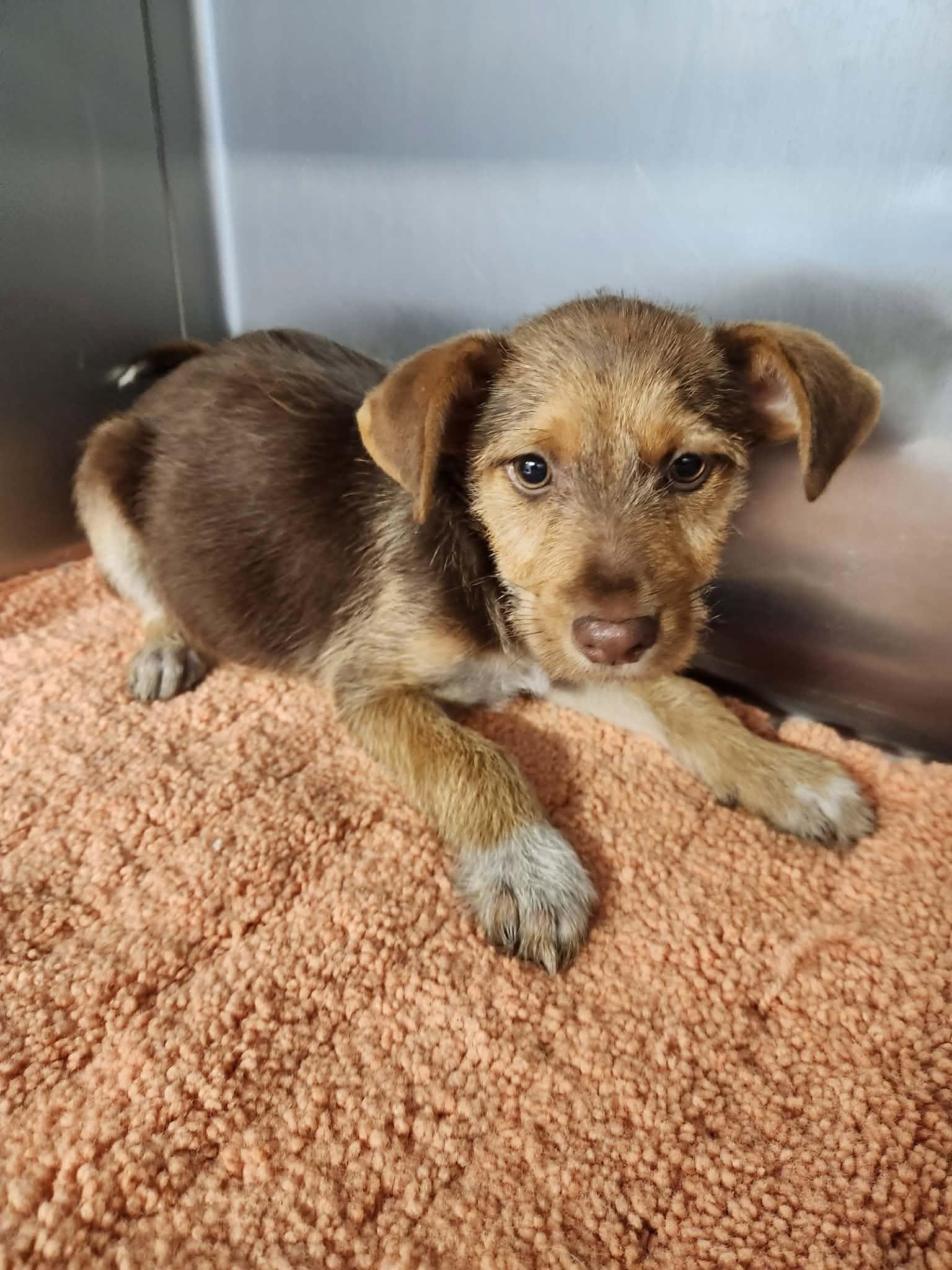 Brave, ADOPTABLE, Puppy Male Miniature Schnauzer.