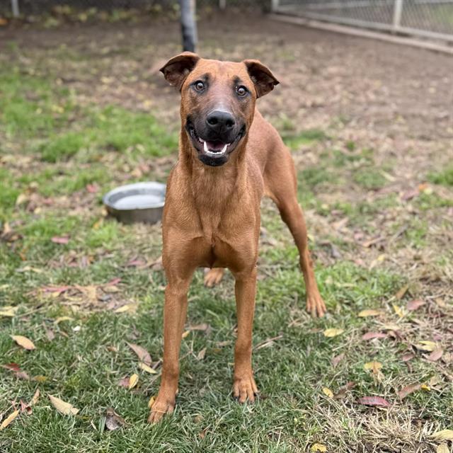 TAYLOR, Adoptable, Young Female Doberman Pinscher & Mixed Breed.