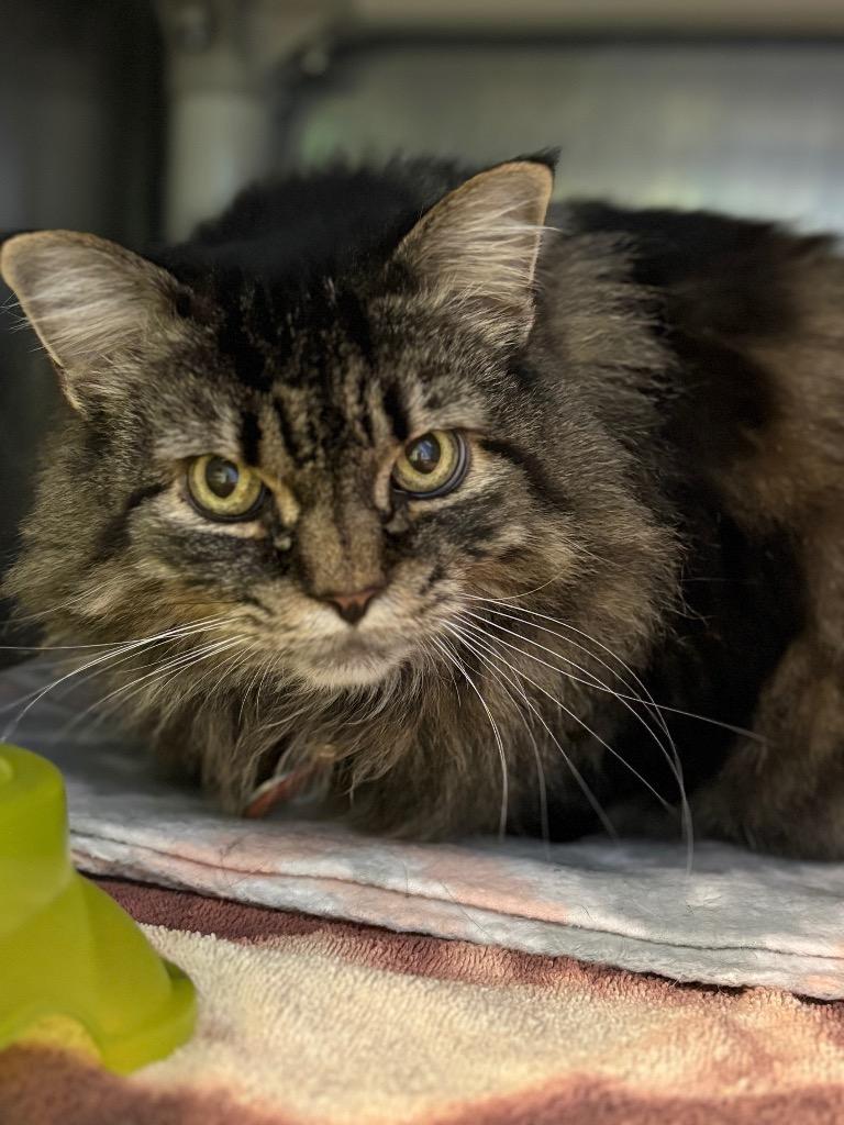 Juniper "Gizmo, Adoptable, Senior Female Domestic Long Hair.