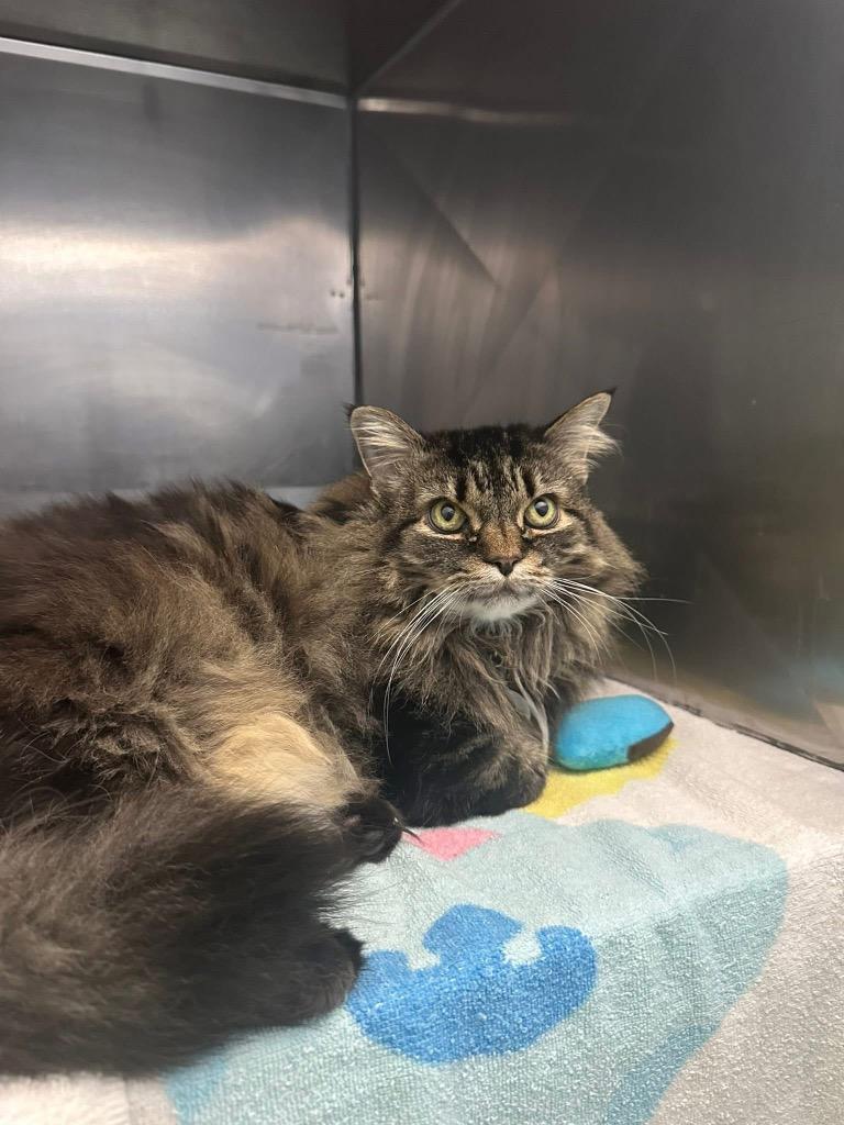 Enlarge Juniper "Gizmo, a Adoptable mixed breed in Olean, NY image 2/3