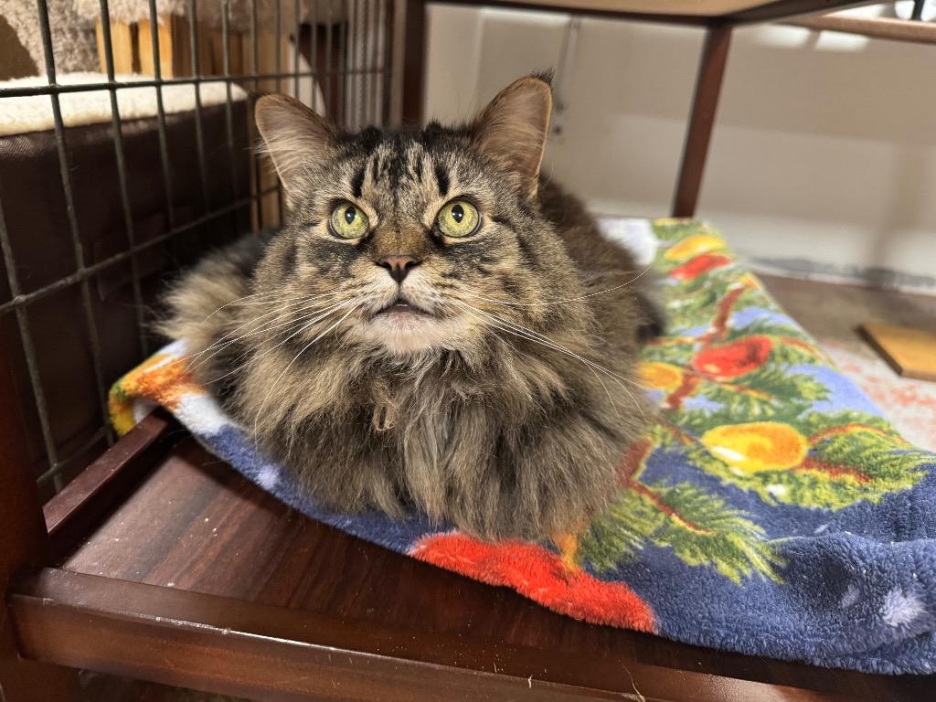 Enlarge Juniper "Gizmo, a Adoptable mixed breed in Olean, NY image 3/3