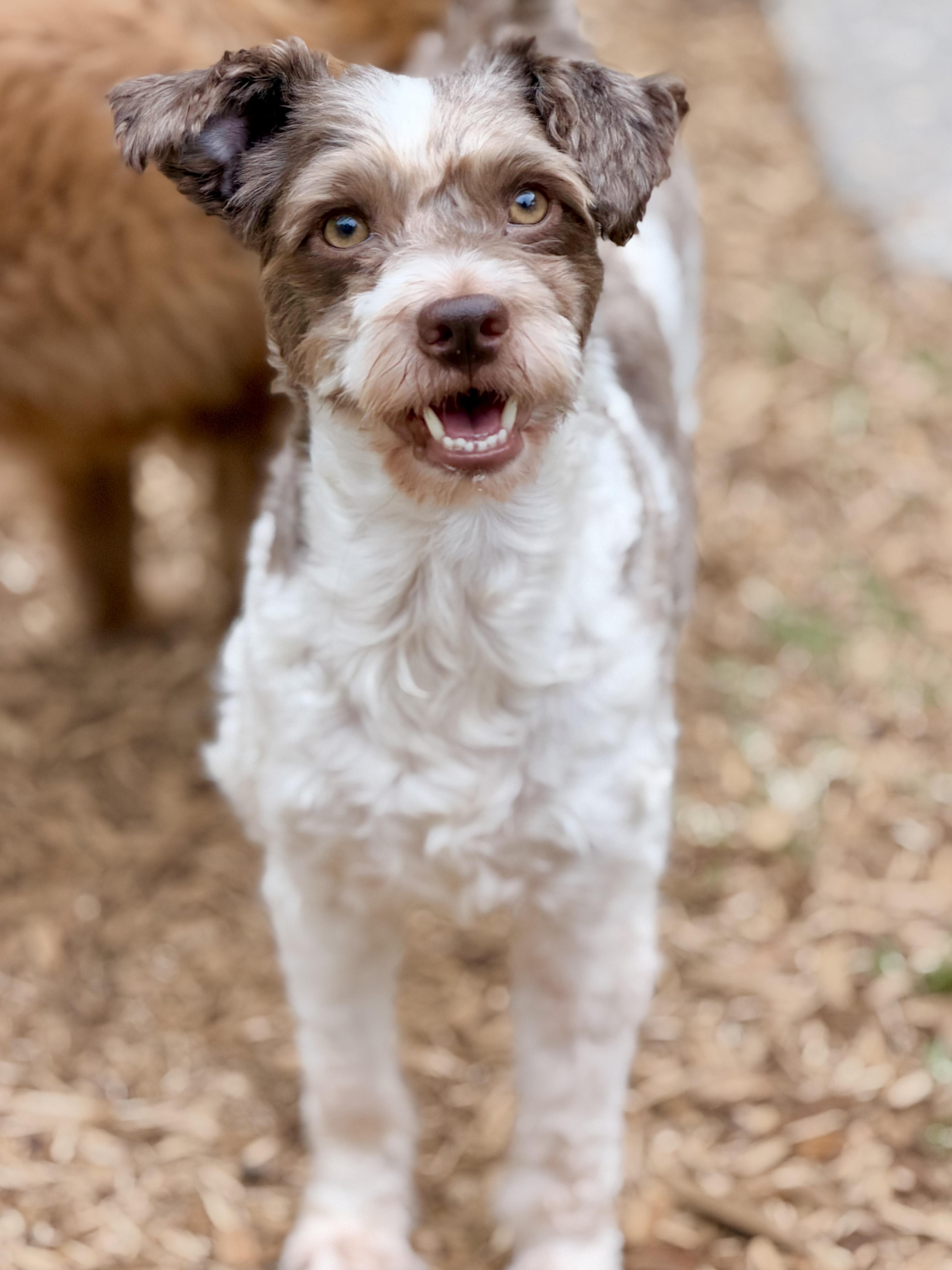 Michael, Adoptable, Adult Male Miniature Poodle.