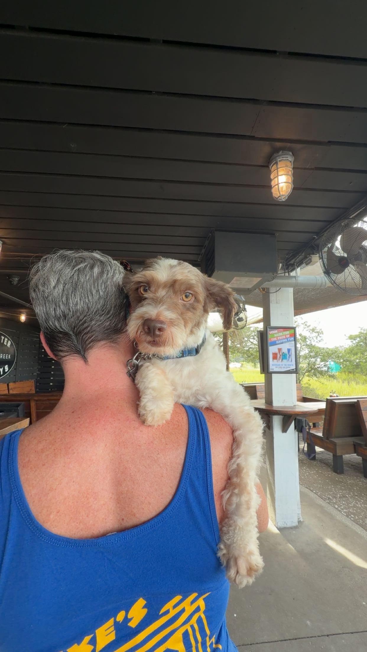 Enlarge Michael, a Adoptable mixed breed in Mt Pleasant, SC image 3/6