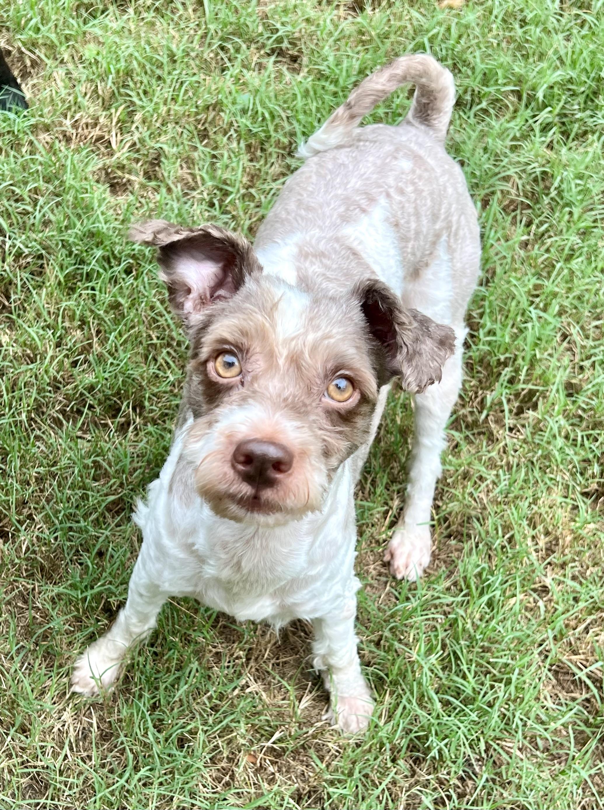 Enlarge Michael, a Adoptable mixed breed in Mt Pleasant, SC image 6/6