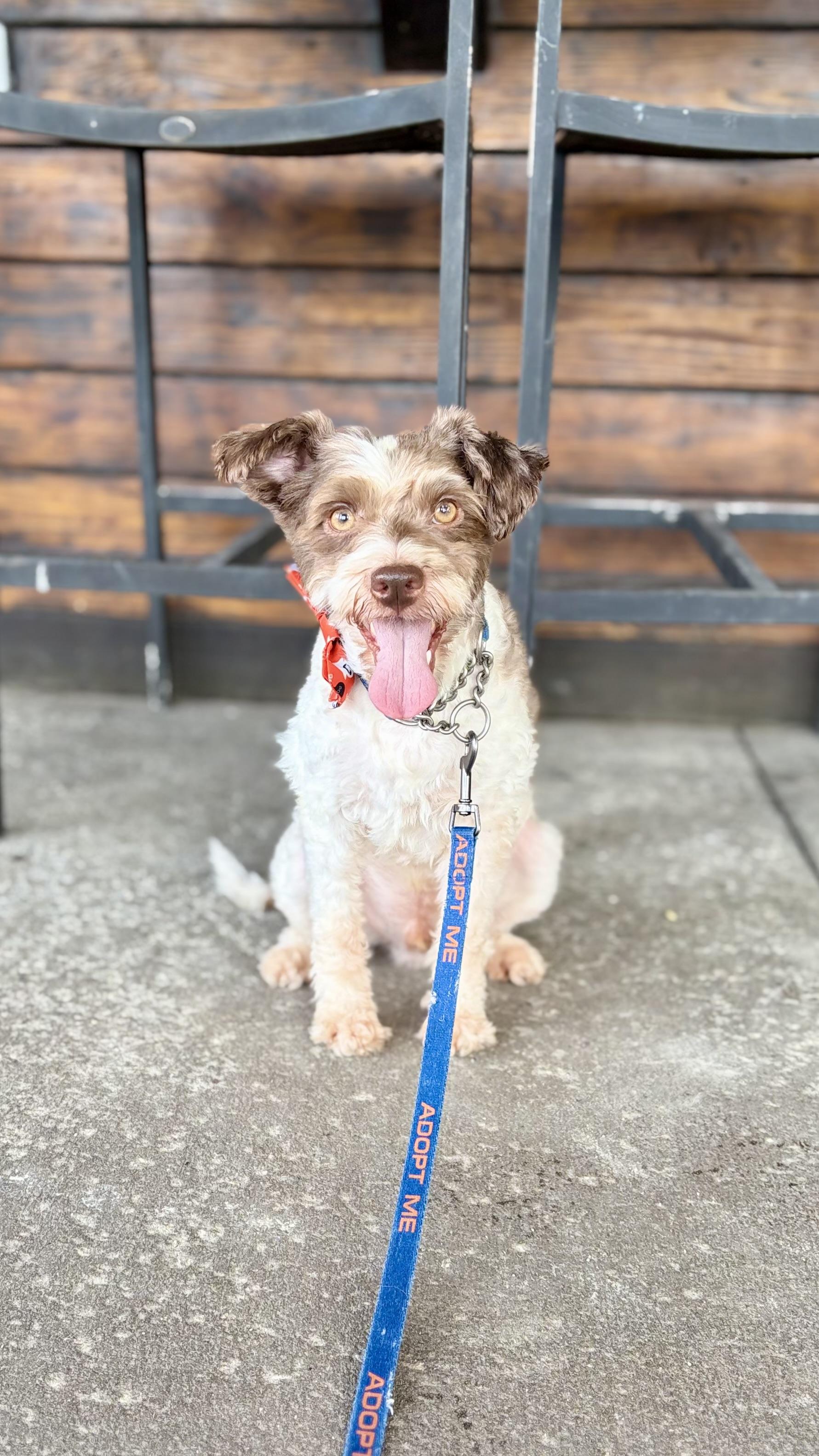 Enlarge Michael, a Adoptable mixed breed in Mt Pleasant, SC image 2/6