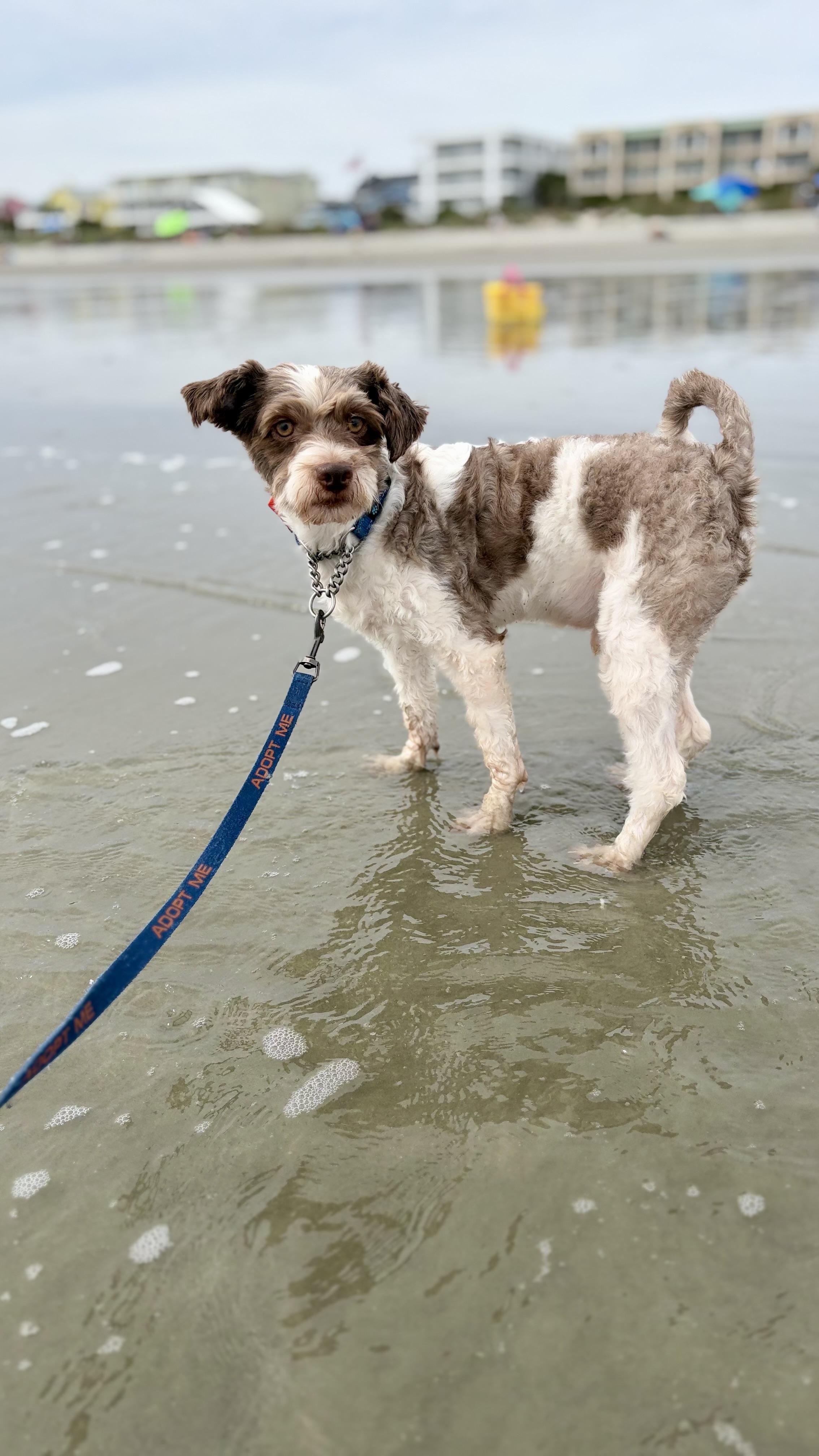 Enlarge Michael, a Adoptable mixed breed in Mt Pleasant, SC image 6/6