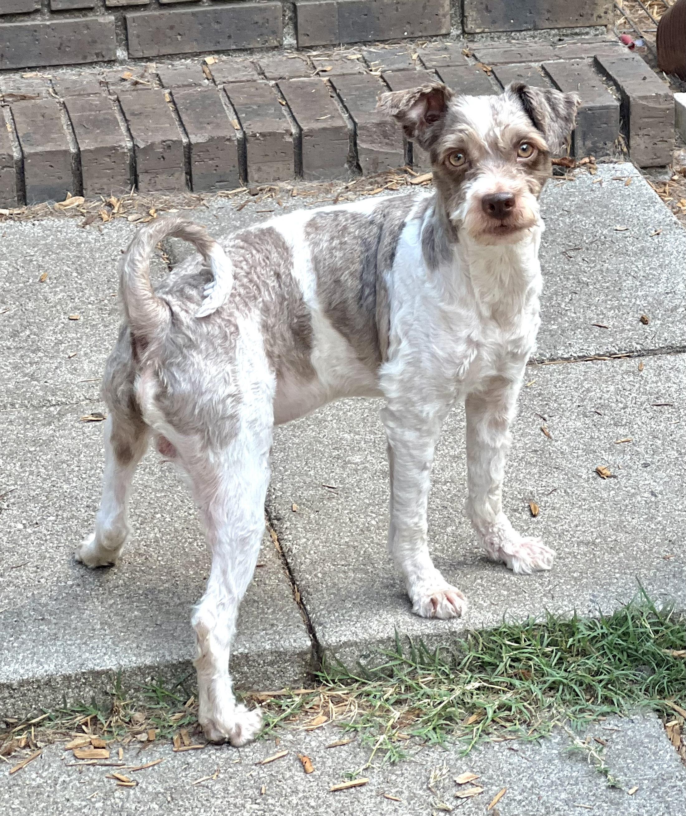 Enlarge Michael, a Adoptable mixed breed in Mt Pleasant, SC image 2/6