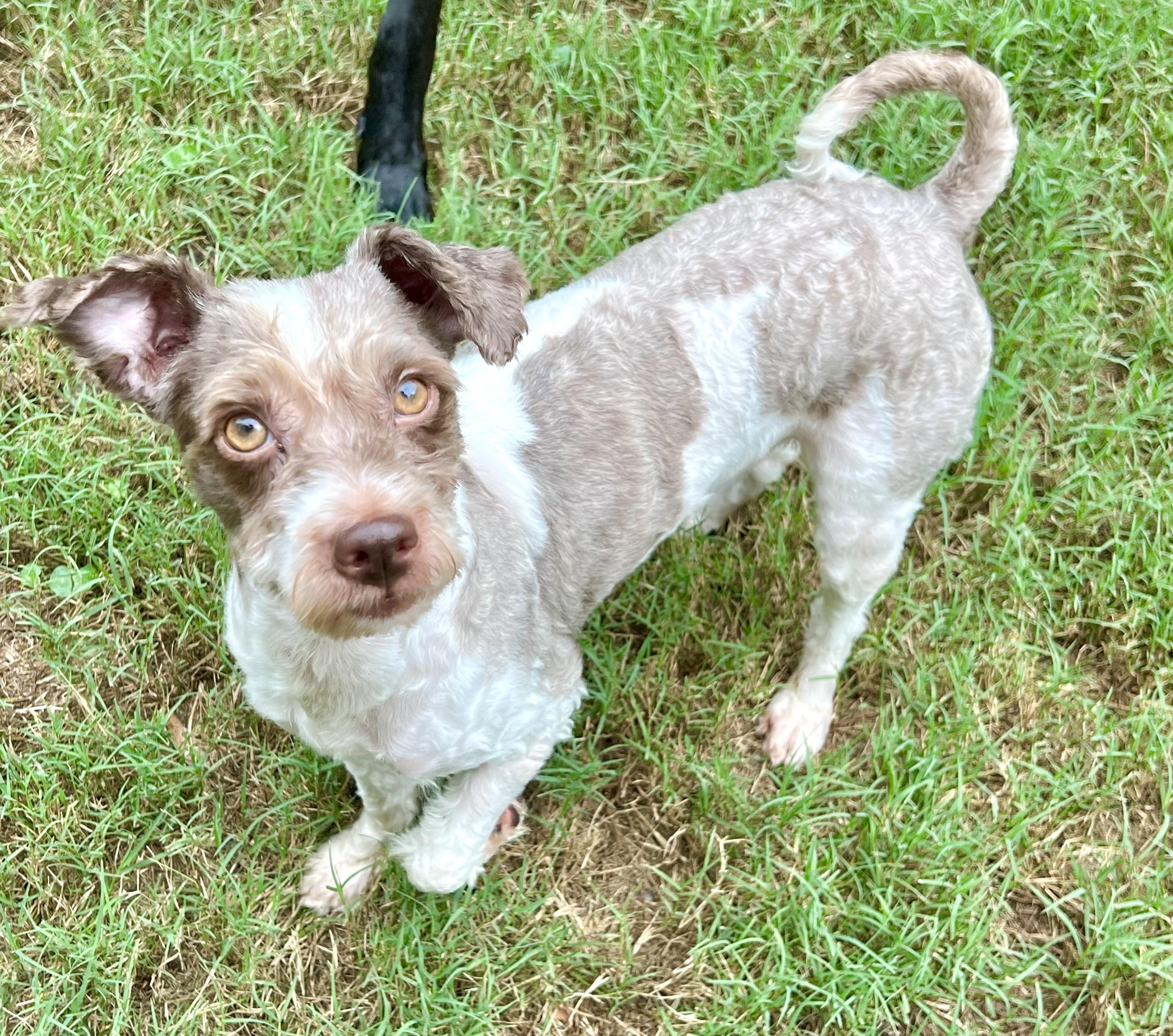 Enlarge Michael, a Adoptable mixed breed in Mt Pleasant, SC image 1/6
