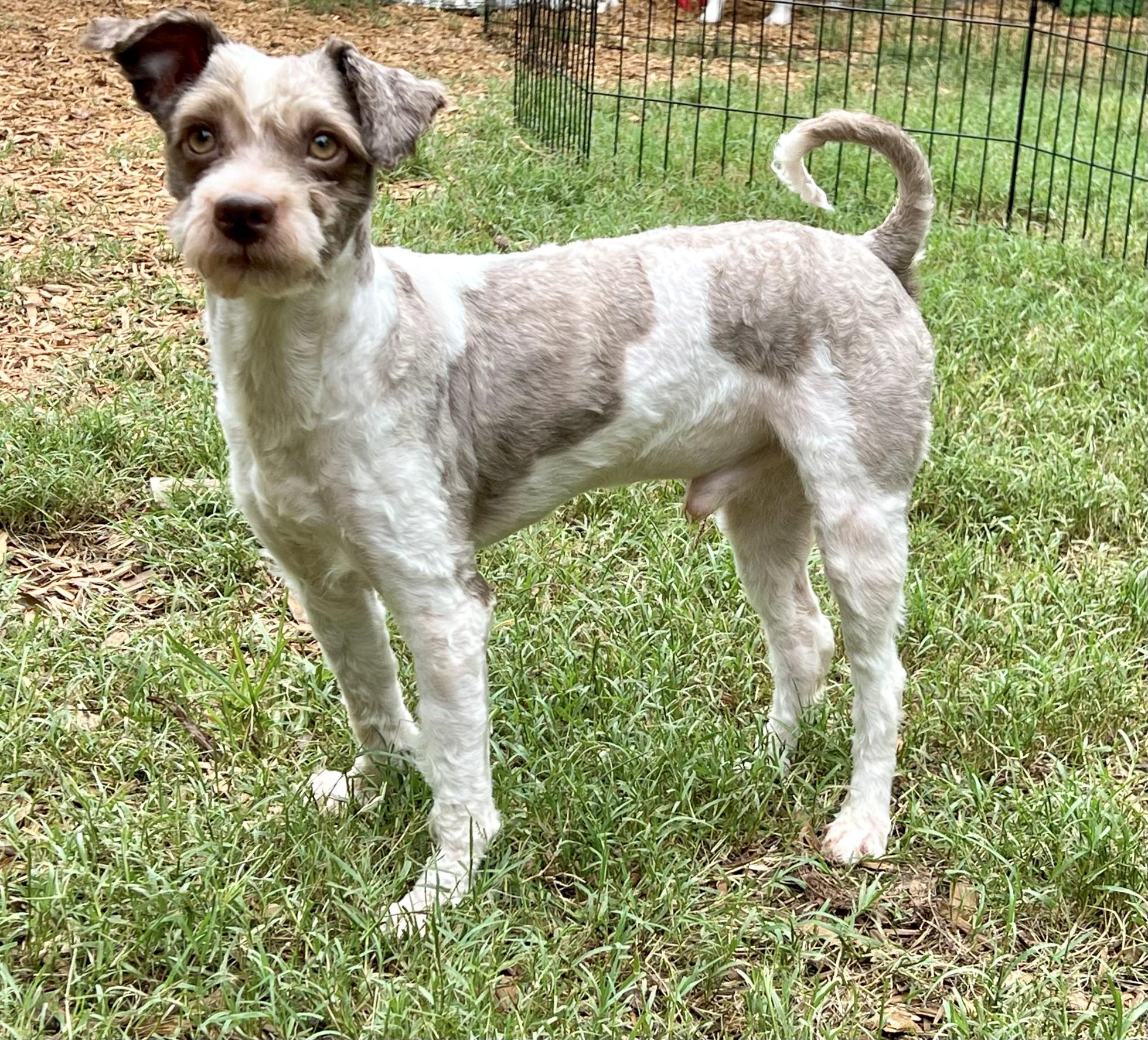 Enlarge Michael, a Adoptable mixed breed in Mt Pleasant, SC image 5/6