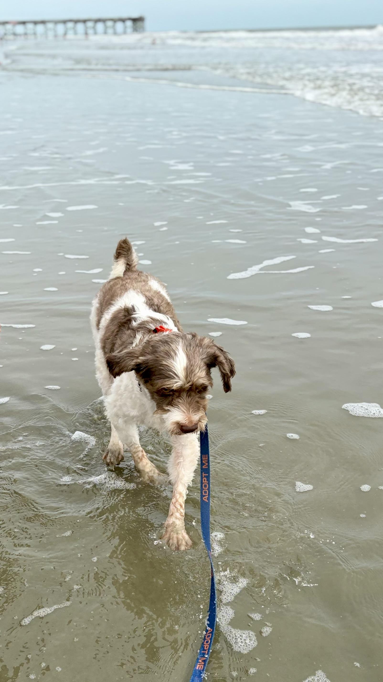 Enlarge Michael, a Adoptable mixed breed in Mt Pleasant, SC image 5/6
