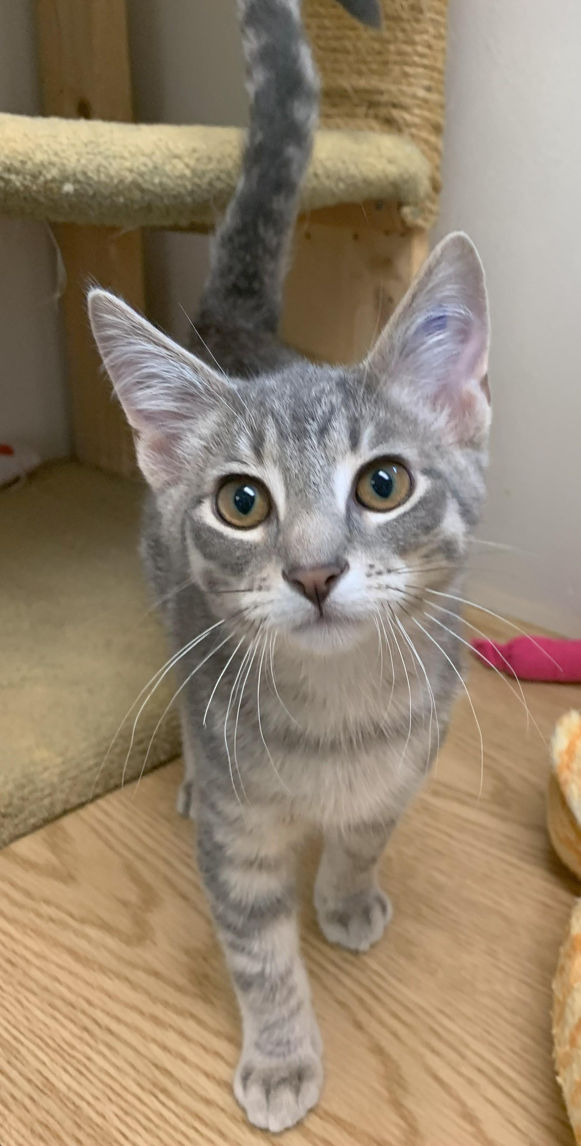Ingo25, Baby Male Domestic Short Hair