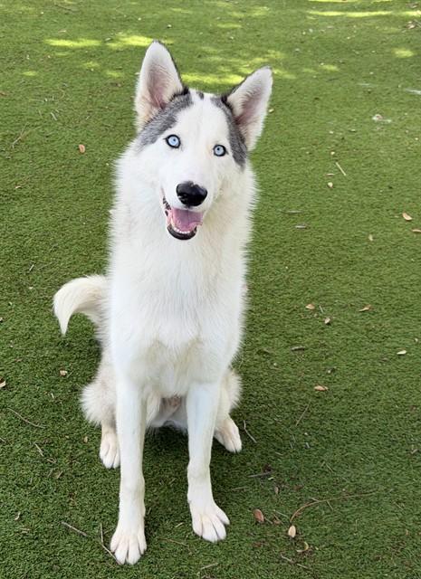 Enlarge YUKON, a Adoptable Siberian Husky in Fort Myers, FL image 1/1