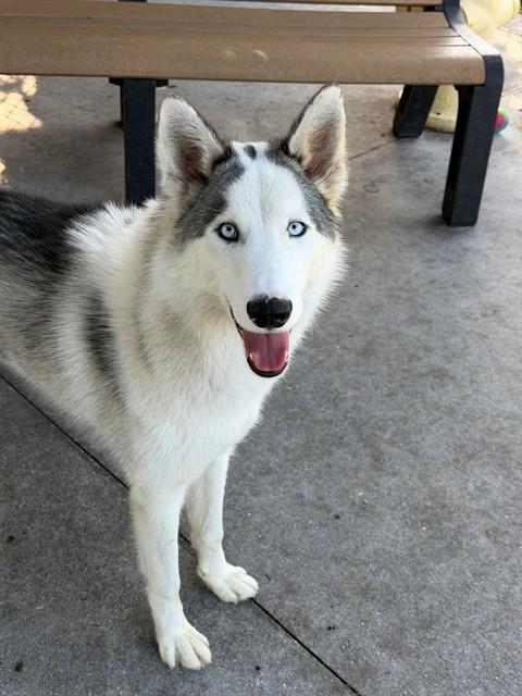 YUKON, Adoptable, Young Male Siberian Husky.