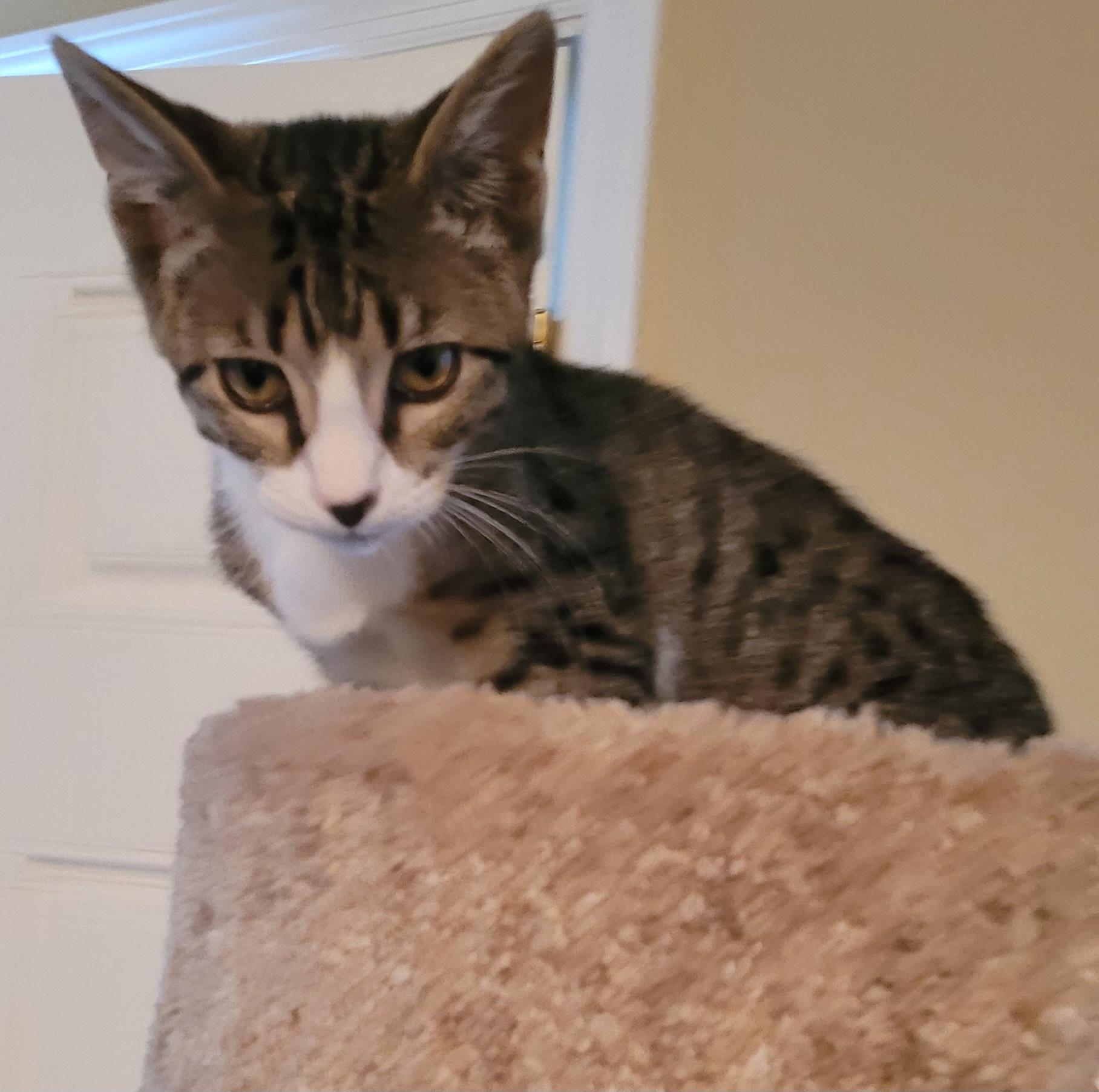 Sandy, a Adoptable mixed breed in Lawrenceville, GA image 3/5