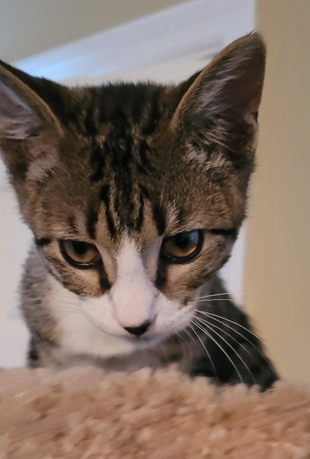 Sandy, a Adoptable mixed breed in Lawrenceville, GA image 2/5