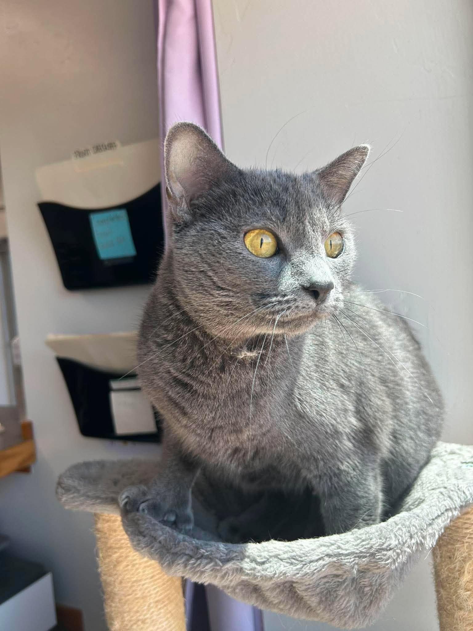 Luna, ADOPTABLE, Adult Female Domestic Short Hair.