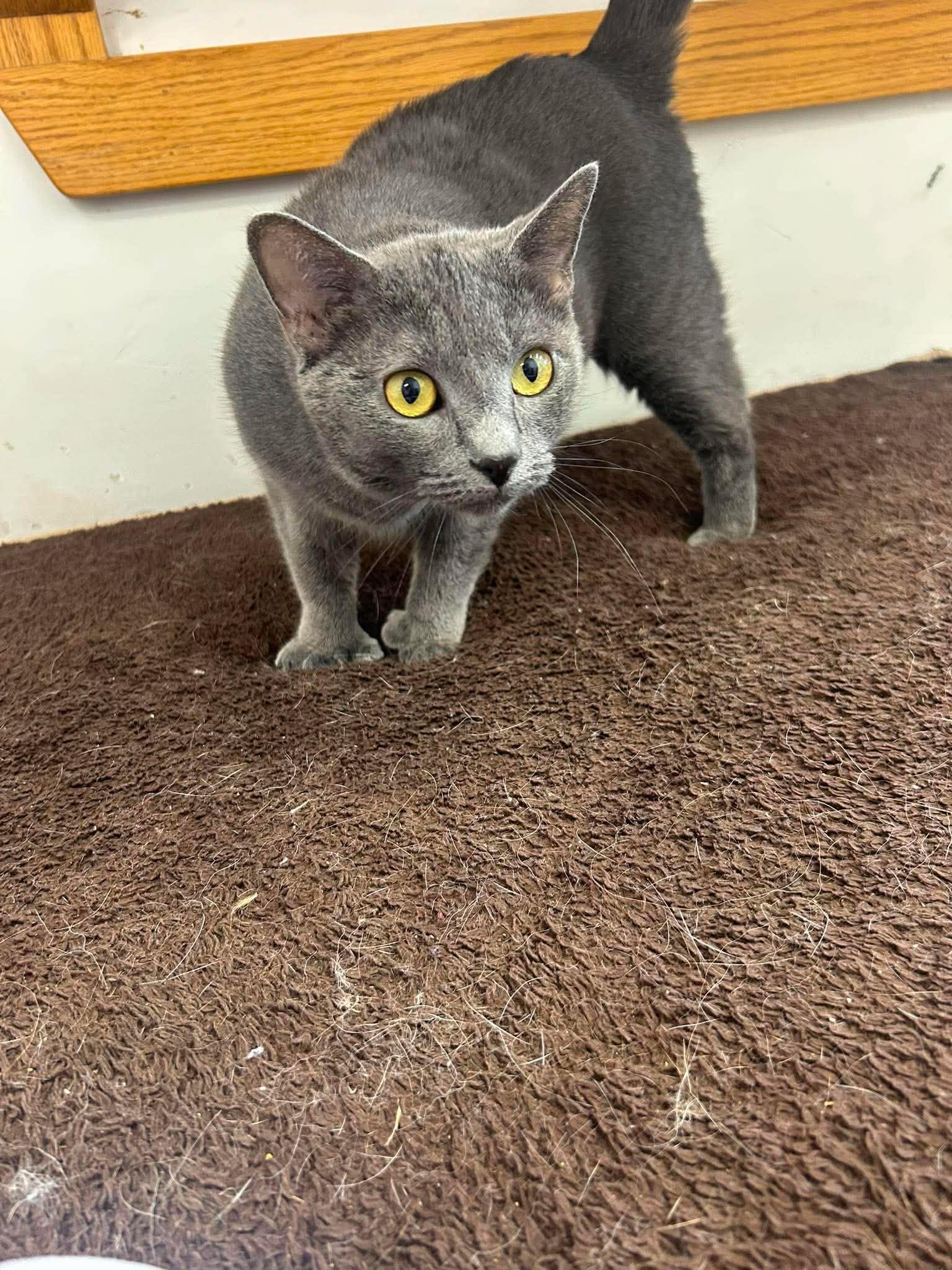 Luna, a ADOPTABLE Domestic Short Hair in Roosevelt, UT image 2/2
