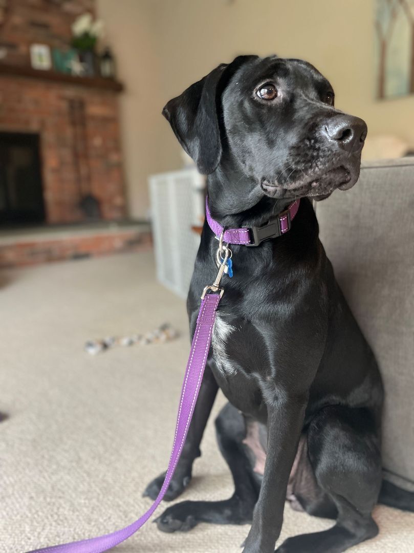 Maggie, a Adopted mixed breed in Oak Ridge, NJ image 1/6