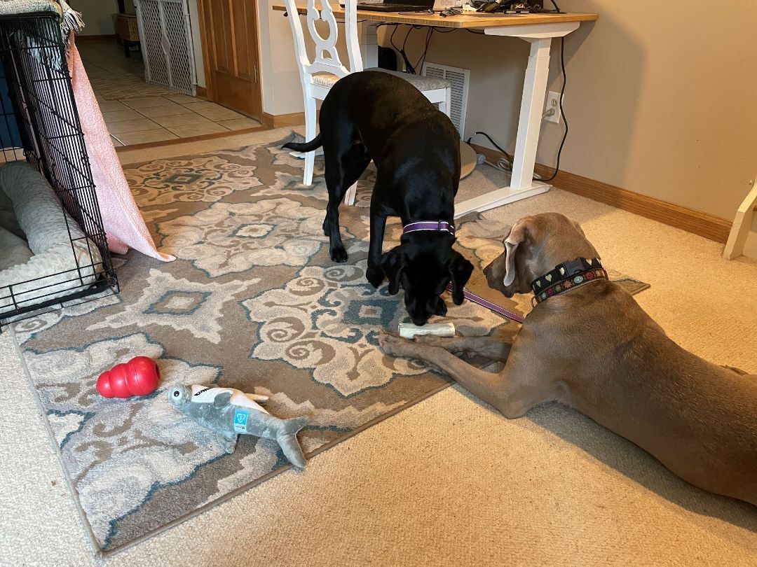 Maggie, a Adopted mixed breed in Oak Ridge, NJ image 2/6