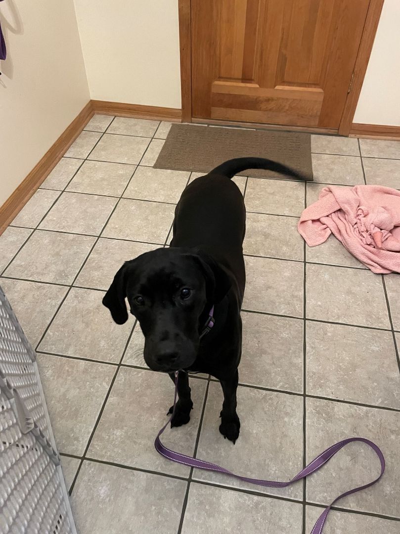 Maggie, a Adopted mixed breed in Oak Ridge, NJ image 3/6