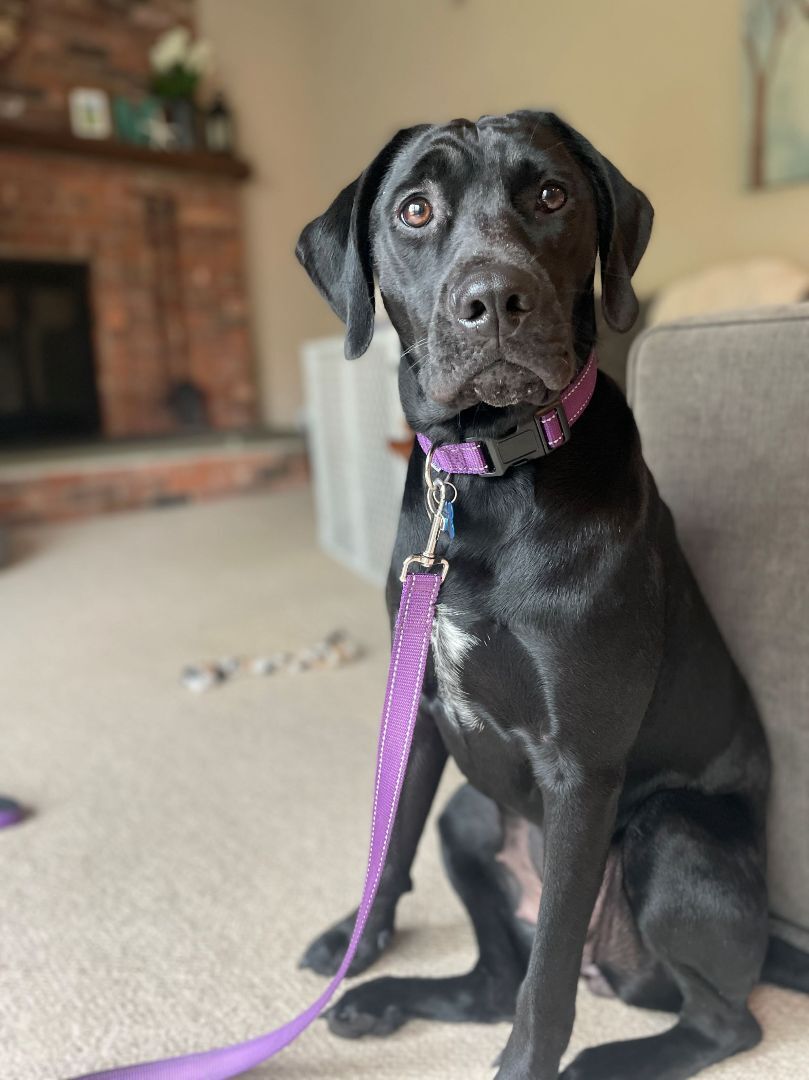 Maggie, a Adopted mixed breed in Oak Ridge, NJ image 4/6