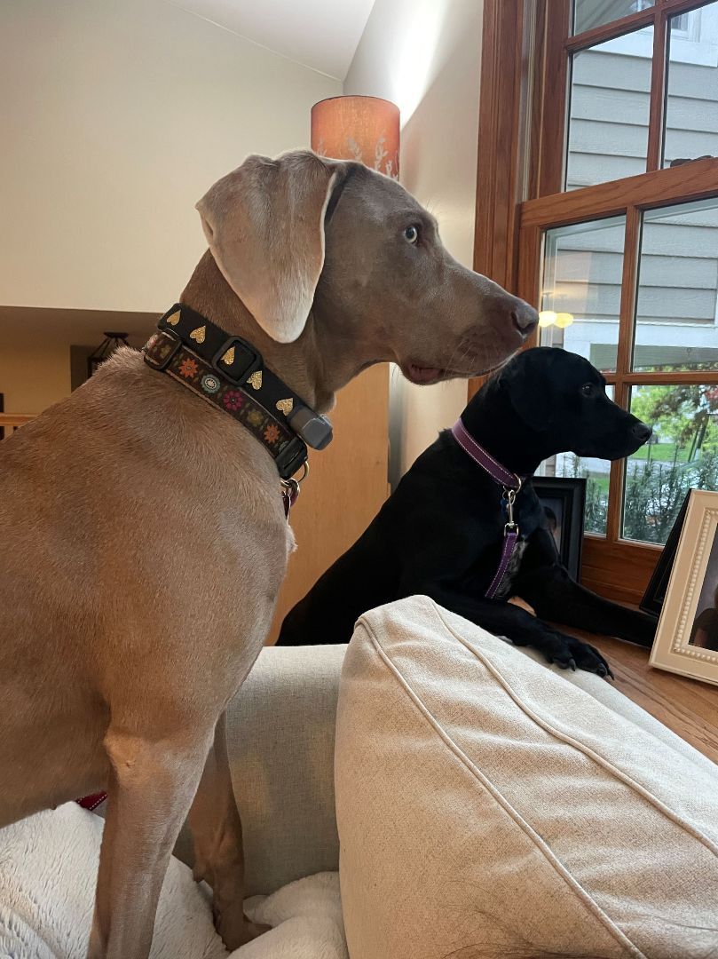 Maggie, a Adopted mixed breed in Oak Ridge, NJ image 5/6