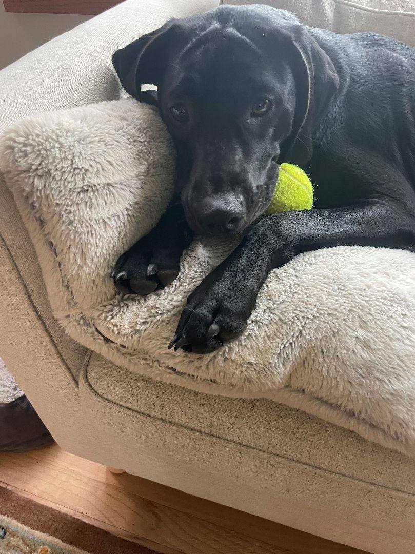 Maggie, a Adopted mixed breed in Oak Ridge, NJ image 6/6