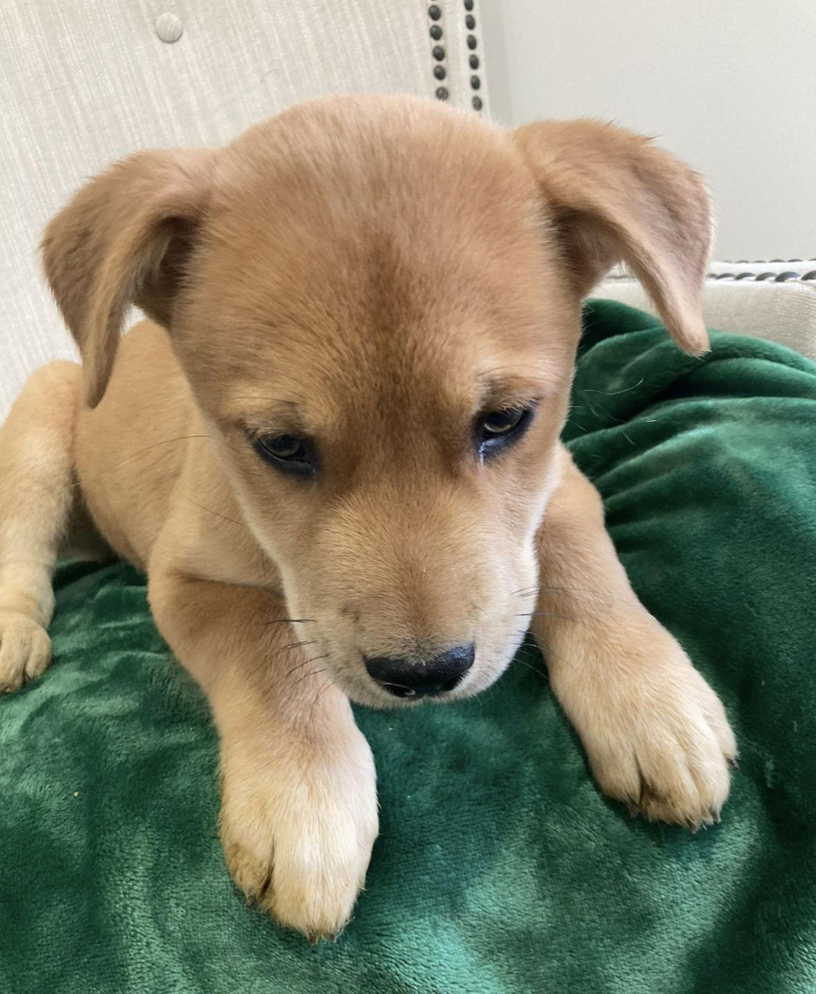 Enlarge Max, a ADOPTABLE mixed breed in Pottstown, PA image 1/4