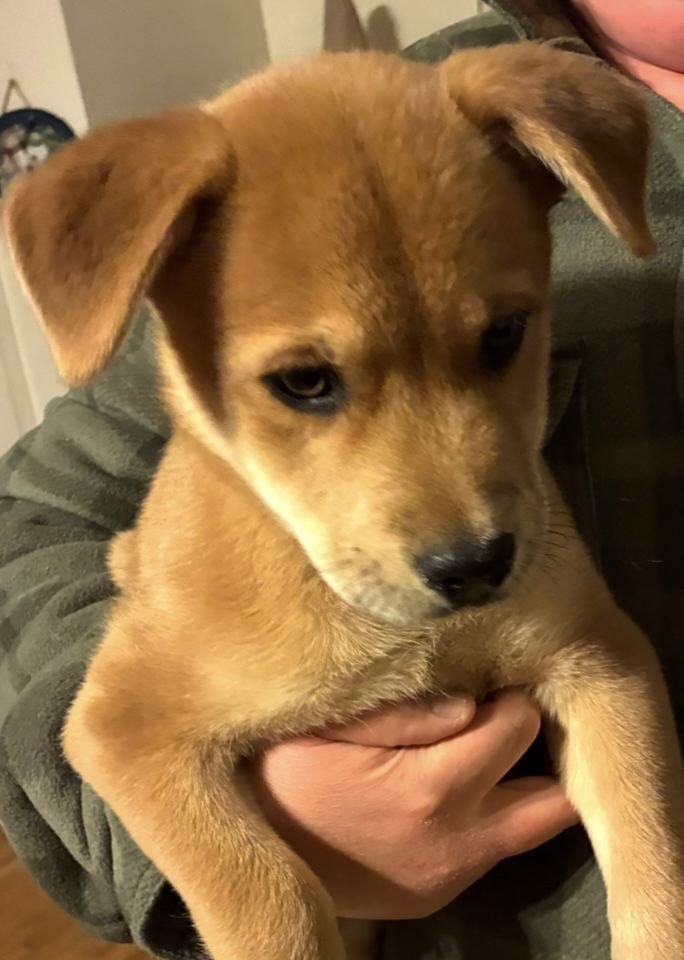 Enlarge Max, a ADOPTABLE mixed breed in Pottstown, PA image 3/4