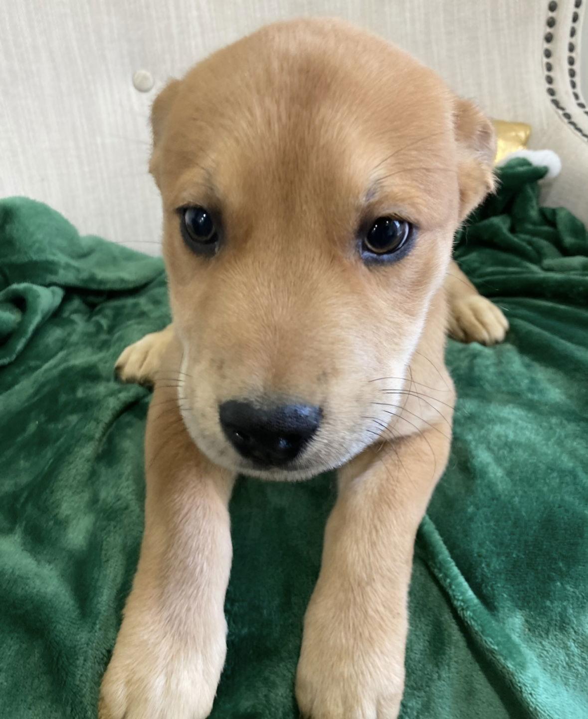 Enlarge Max, a ADOPTABLE mixed breed in Pottstown, PA image 2/4