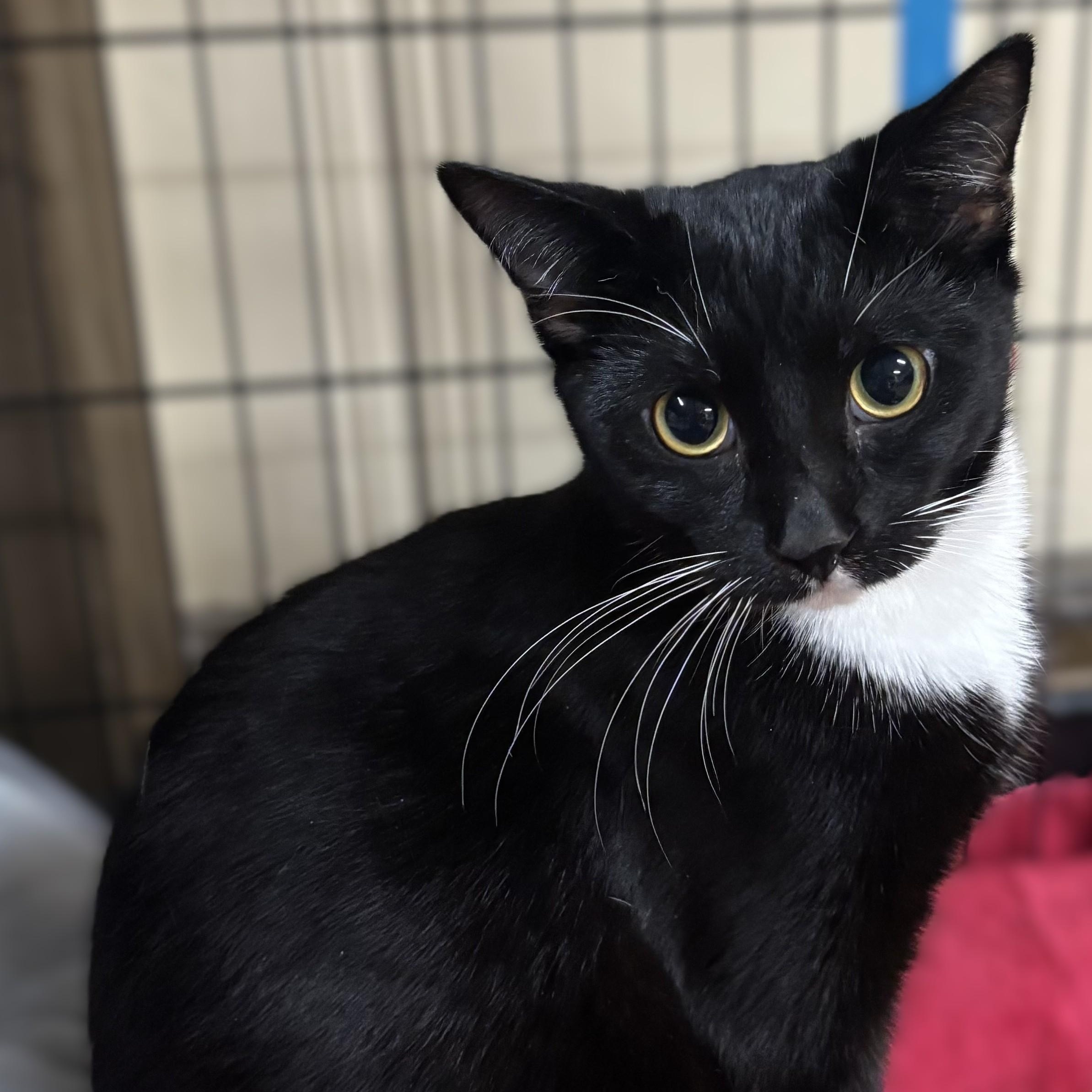 KITTEN: Edgar Allen Poe, an adopted Domestic Short Hair in Alpharetta, GA image 1/3