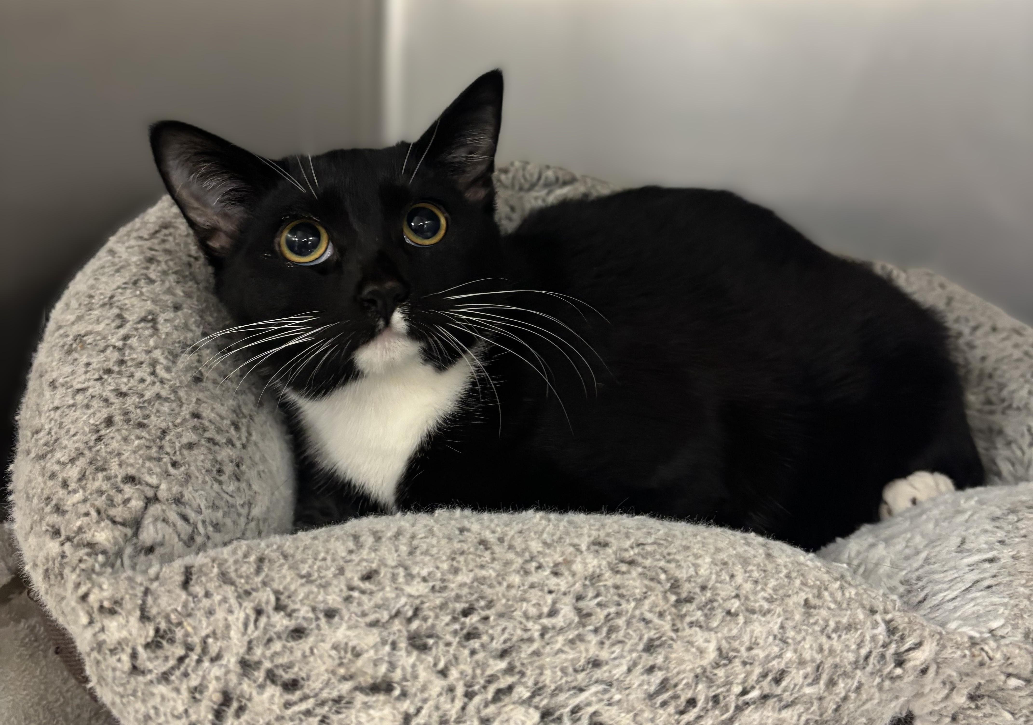 KITTEN: Edgar Allen Poe, Adoptable, Young Male Domestic Short Hair.